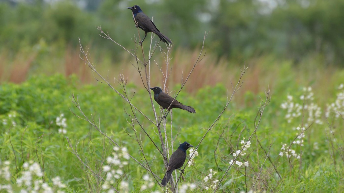 Common Grackle (Quiscalus quiscula)