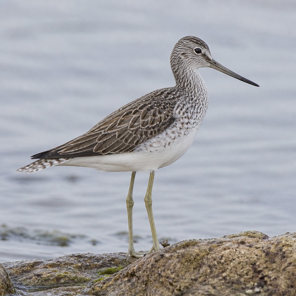 Common Greenshank (Tringa nebularia)