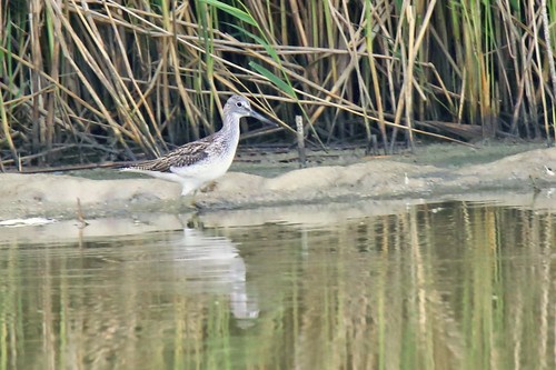 Common Greenshank
