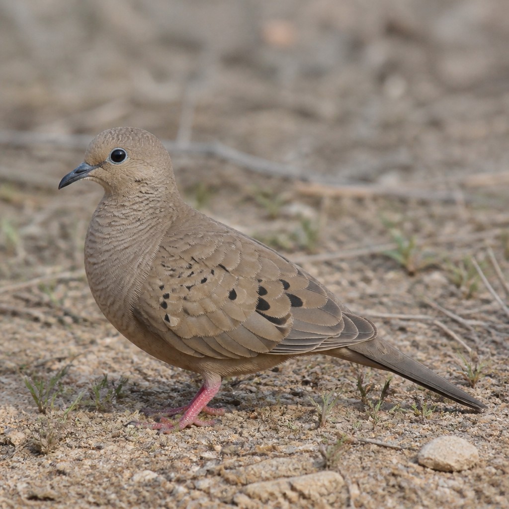 Common Ground Dove