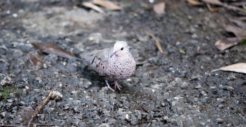 Common Ground Dove