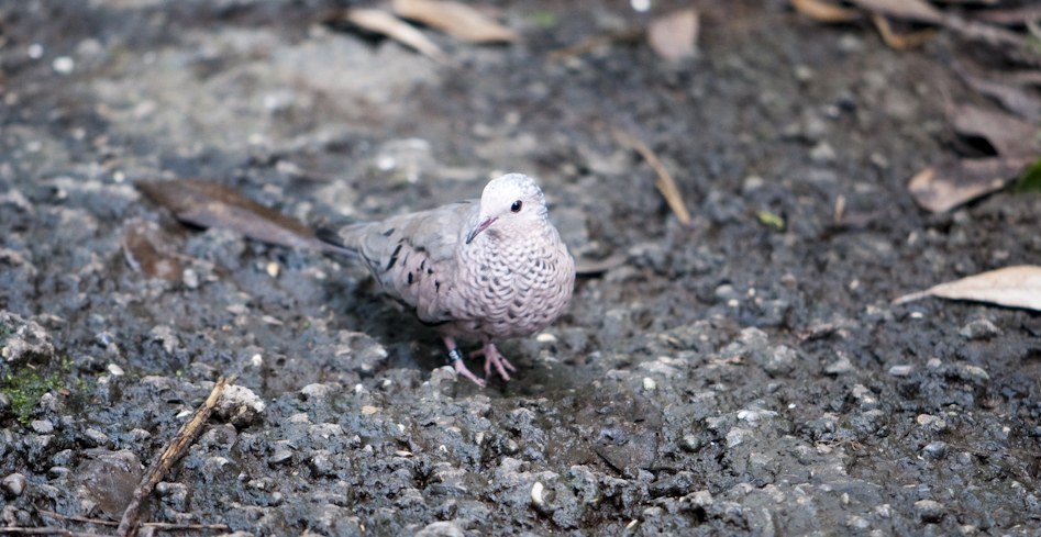 Common Ground Dove (Columbina passerina)