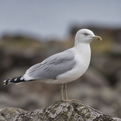 Common Gull Identification Guide