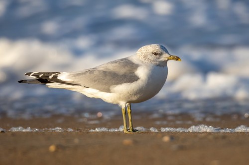 Common Gull