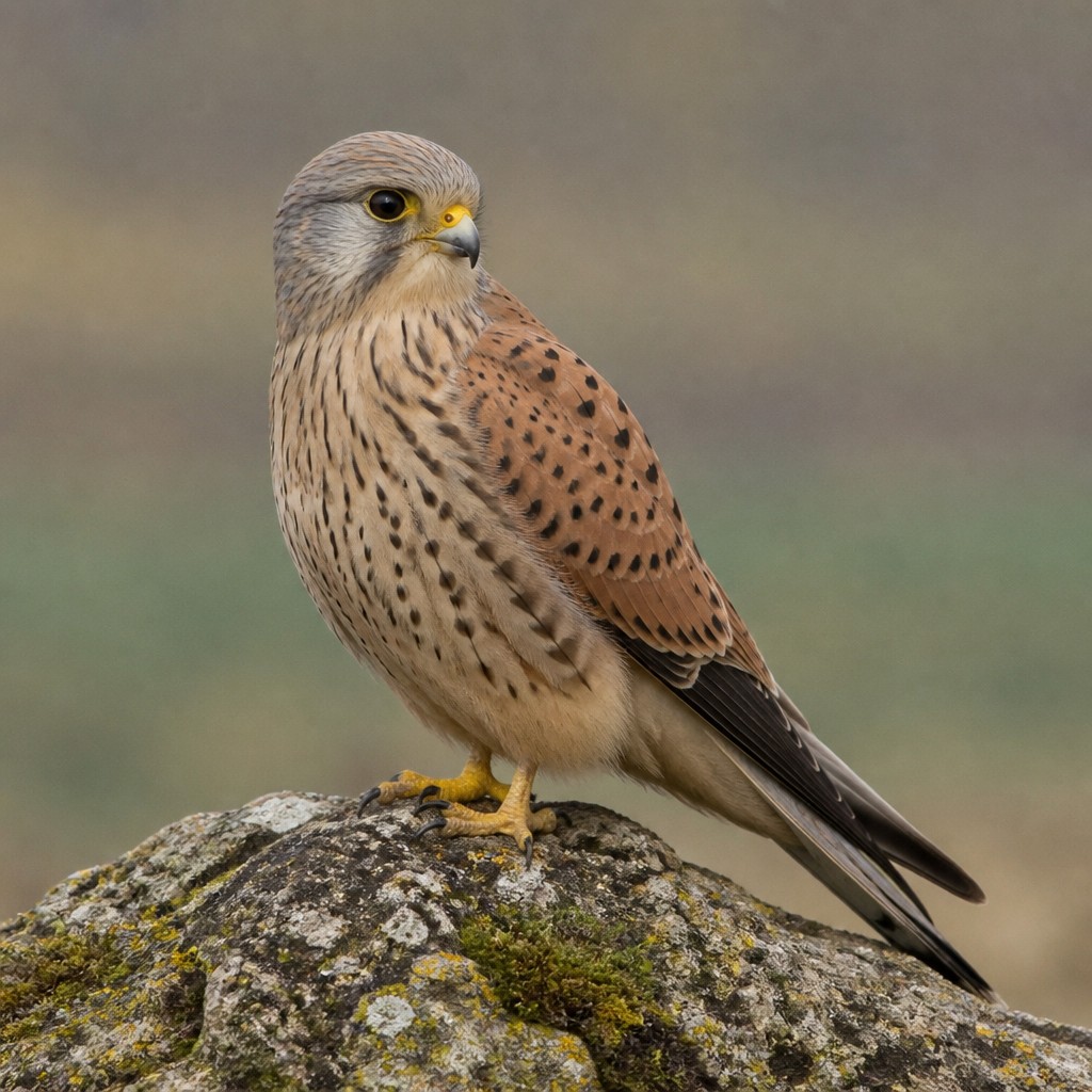 Common Kestrel