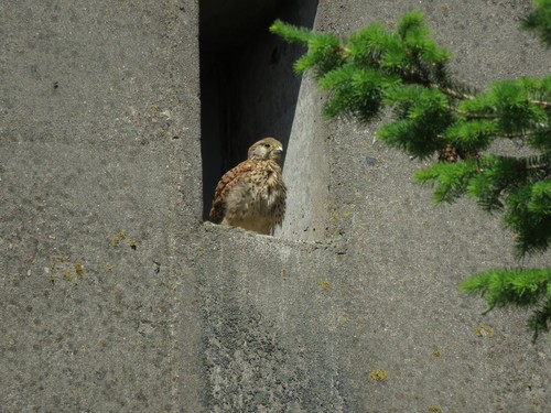 Common Kestrel