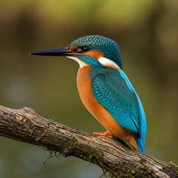 Common Kingfisher Identification Guide