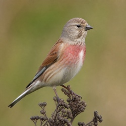 Common Linnet Identification Guide