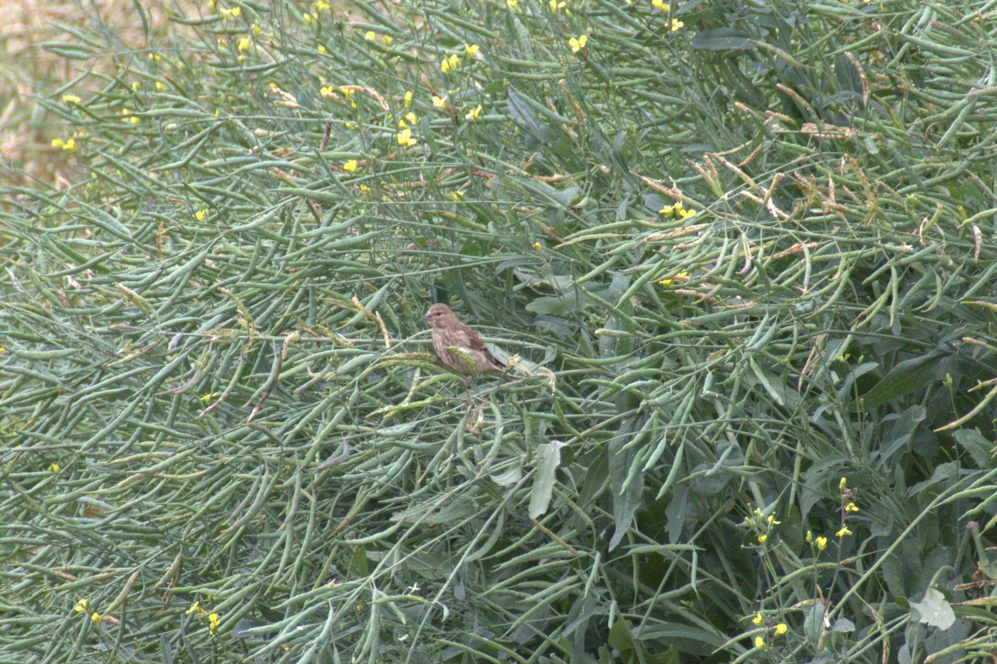 Common Linnet Identification Guide