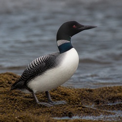 Common Loon Identification Guide