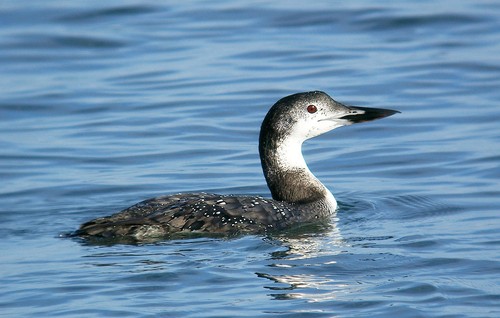 Common Loon
