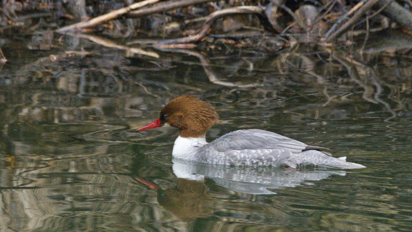 Common Merganser (Mergus merganser)