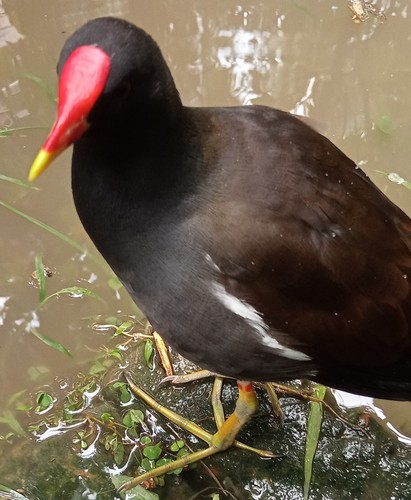 Common Moorhen