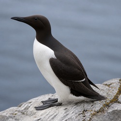 Common Murre Identification Guide
