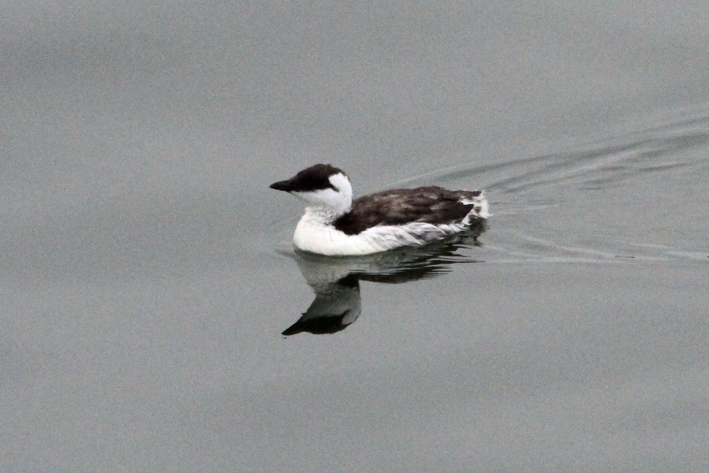 Common Murre (Uria aalge)