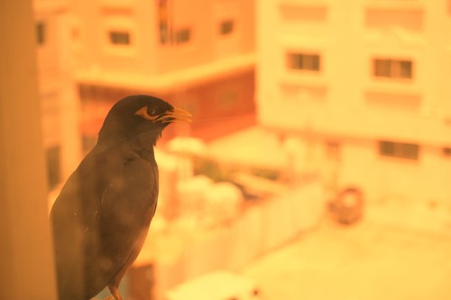 Common Myna