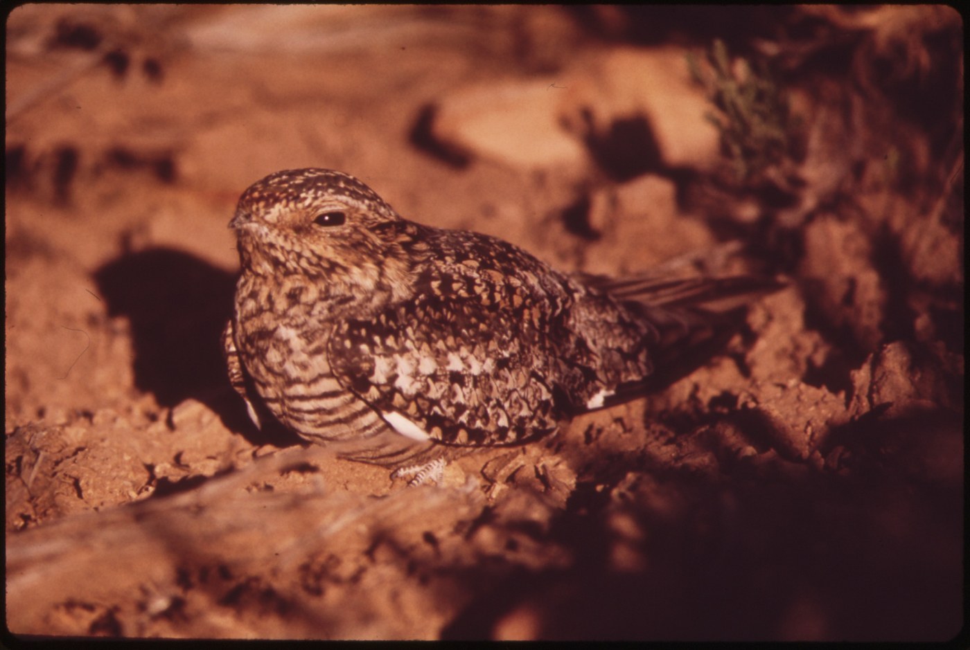 Common Nighthawk (Chordeiles minor)