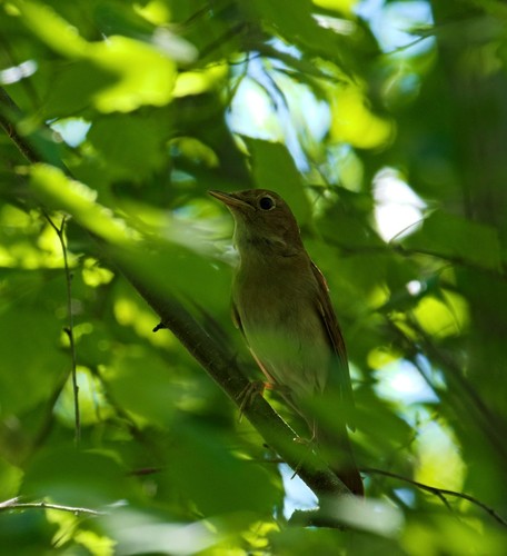 Common Nightingale