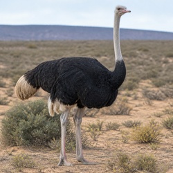 Common Ostrich Identification Guide
