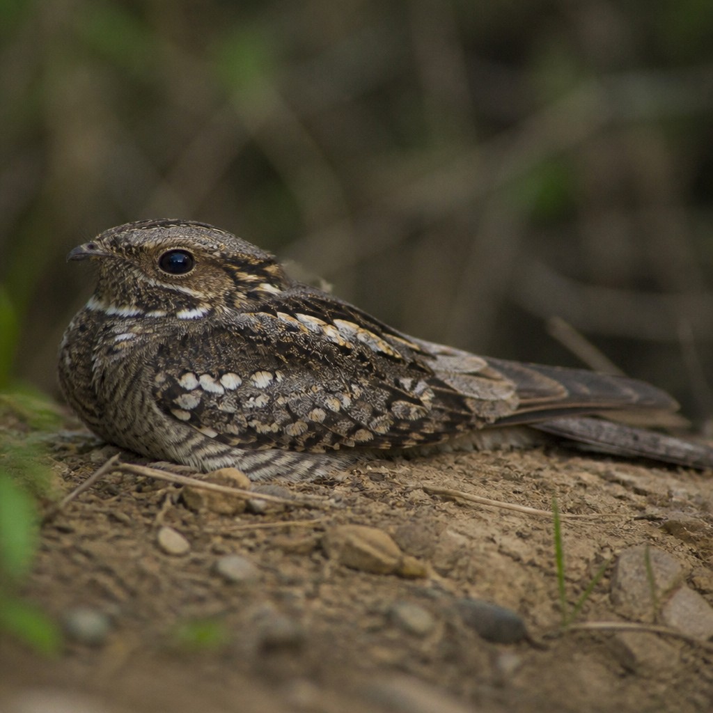 Common Pauraque (Nyctidromus albicollis)