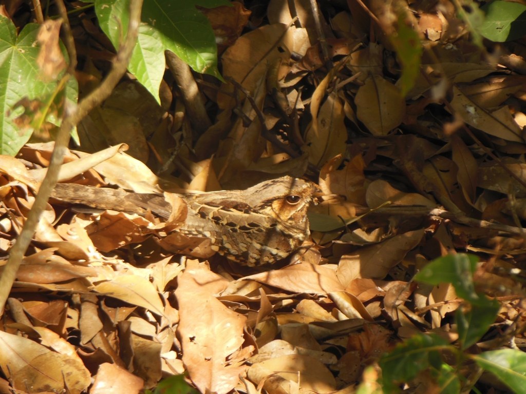 Common Pauraque (Nyctidromus albicollis)