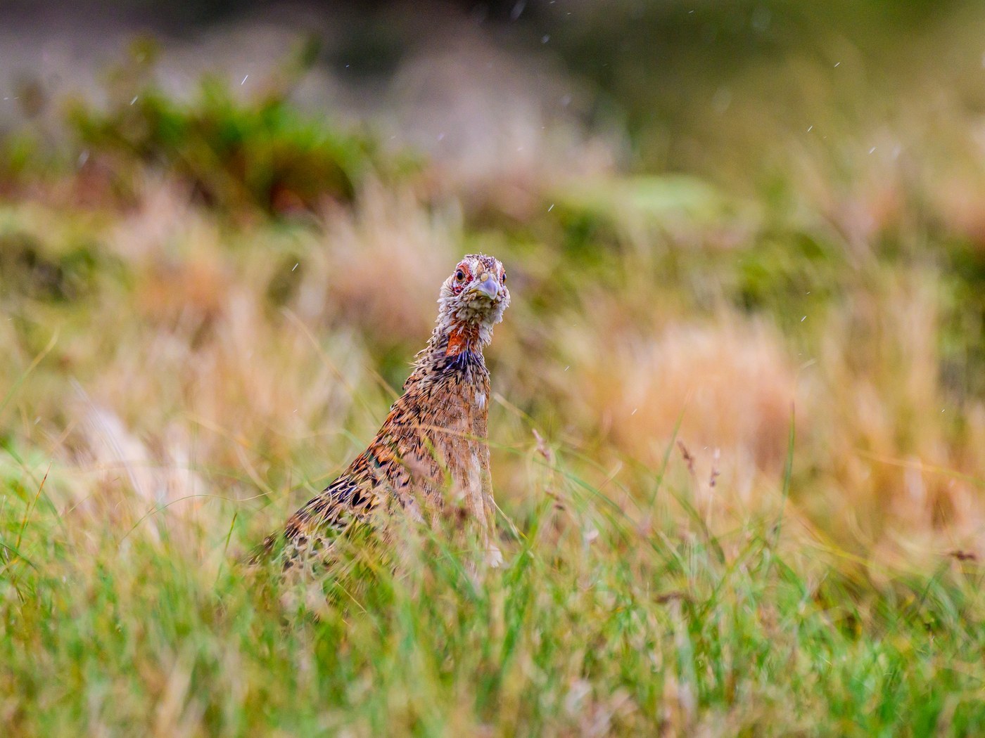Common Pheasant (Phasianus colchicus)