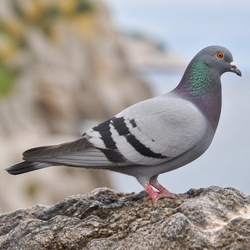 Common Pigeon Identification Guide