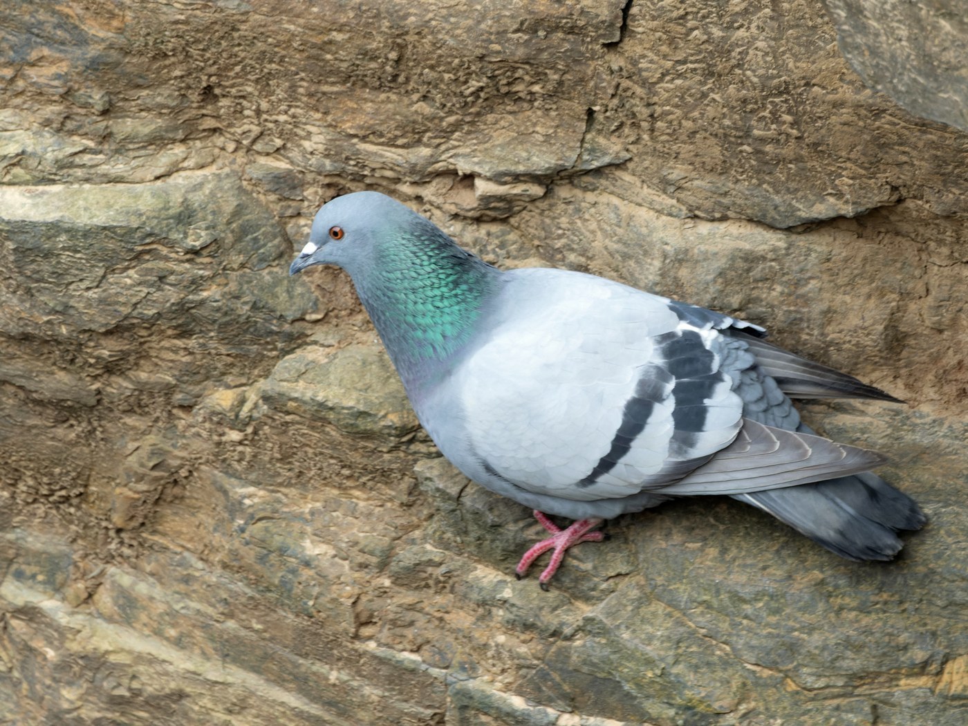 Common Pigeon (Columba livia)