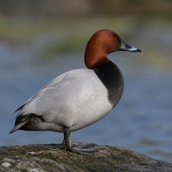 Common Pochard Identification Guide