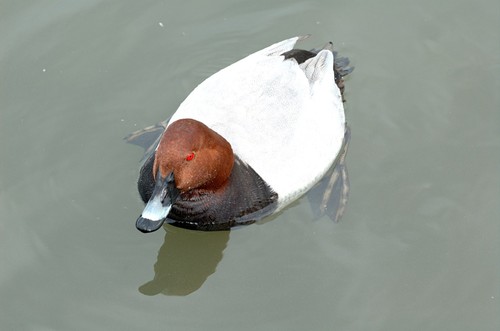 Common Pochard