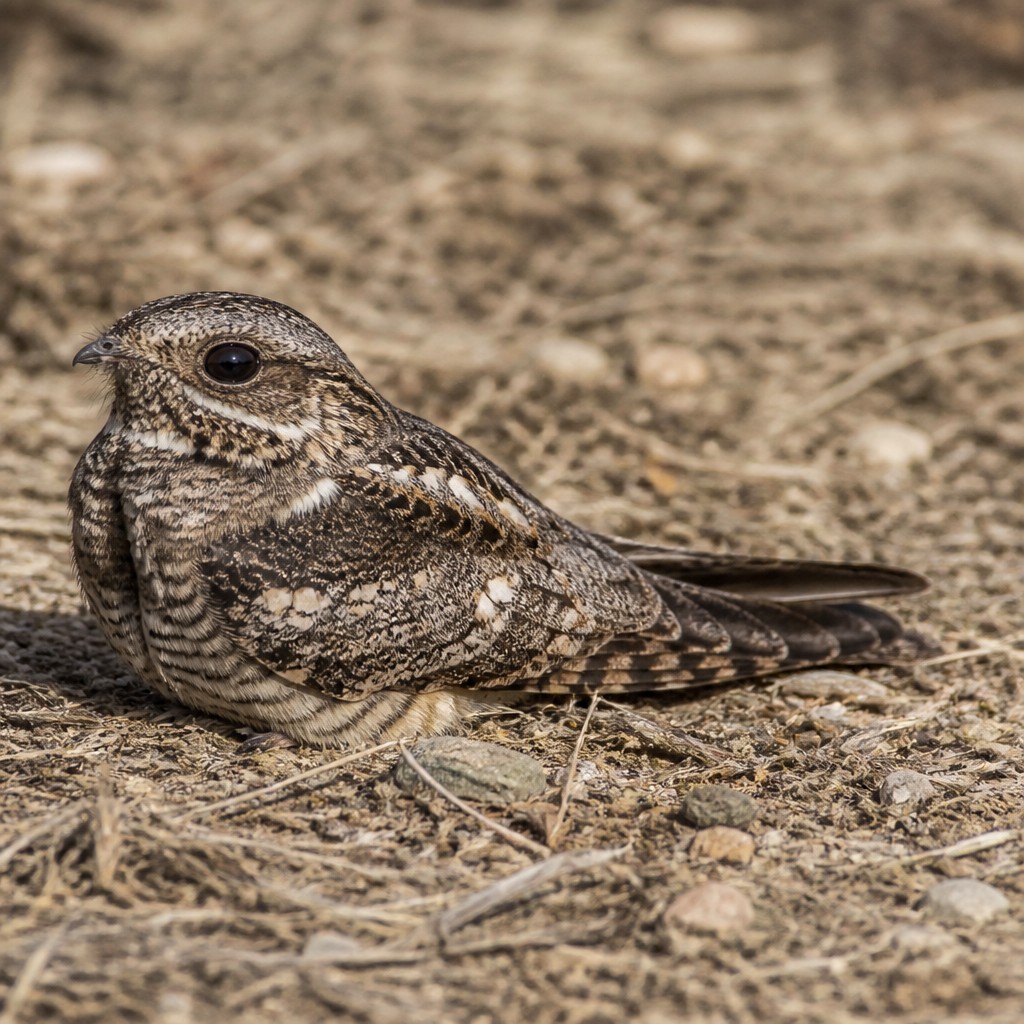 Common Poorwill