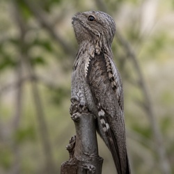 Common Potoo Identification Guide