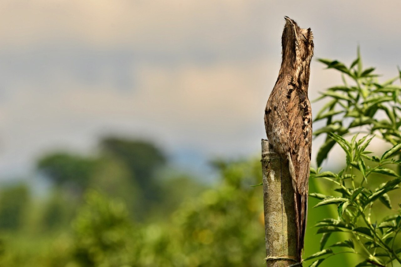 Common Potoo (Nyctibius griseus)
