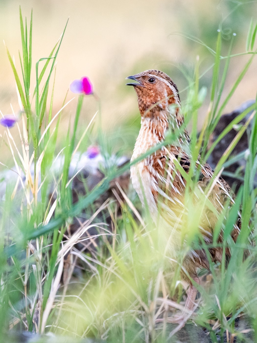 Common Quail (Coturnix coturnix)