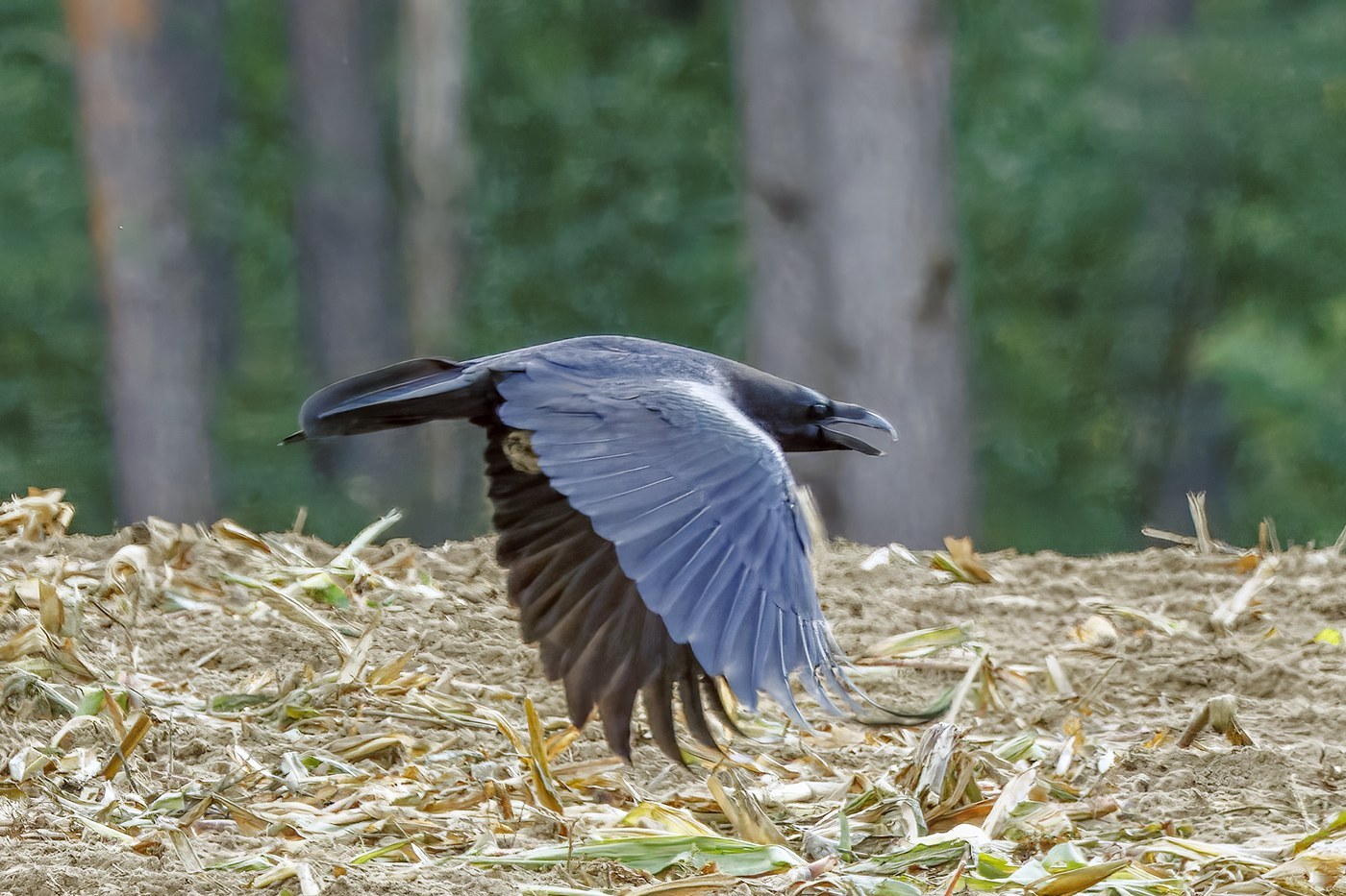 Common Raven (Corvus corax)