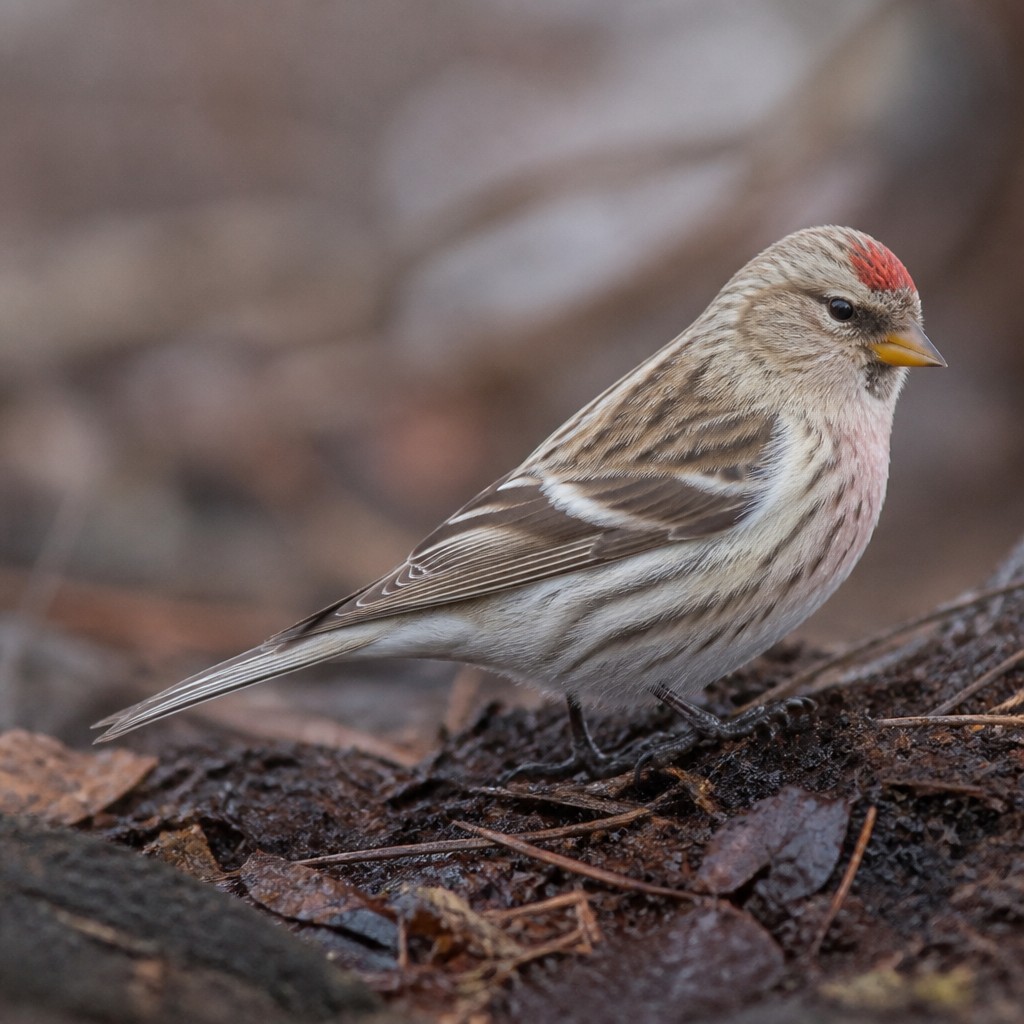 Common Redpoll