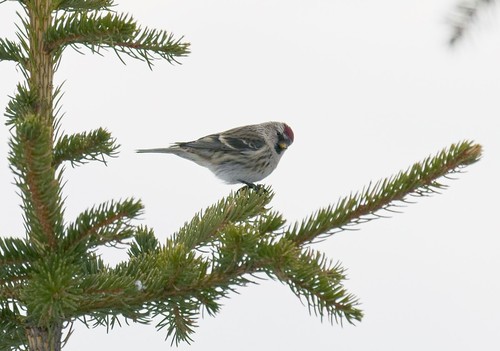 Common Redpoll