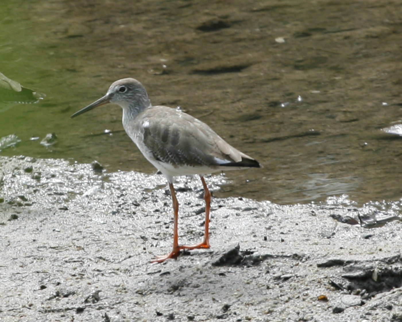 Common Redshank (Tringa totanus)