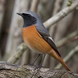 Common Redstart Identification Guide