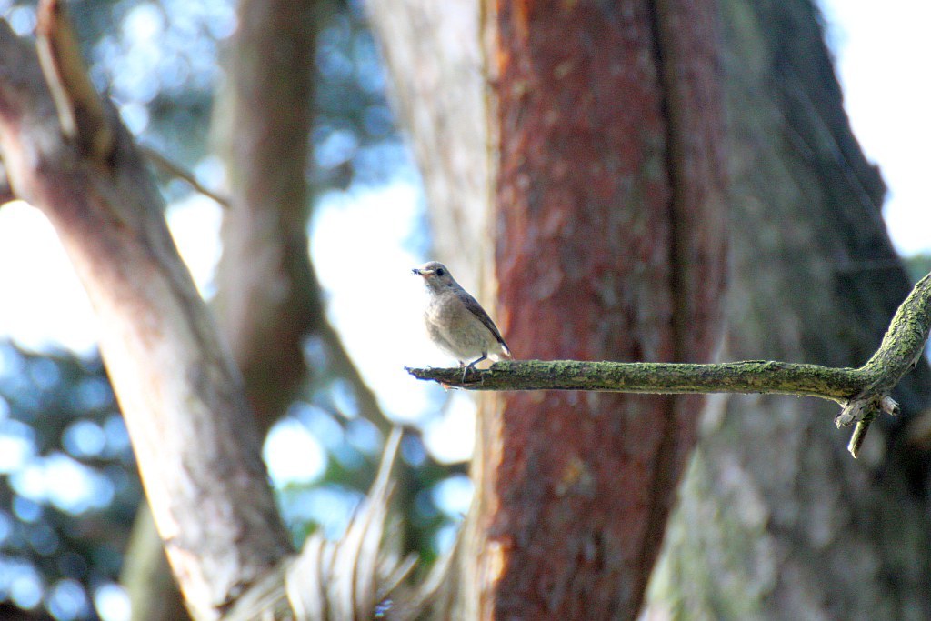 Common Redstart (Phoenicurus phoenicurus)