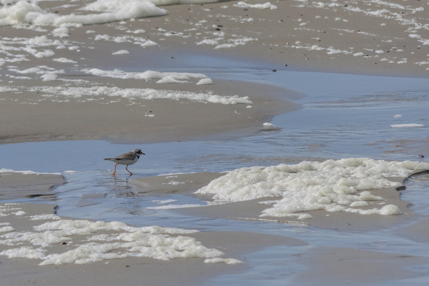 Common Ringed Plover (Charadrius hiaticula)