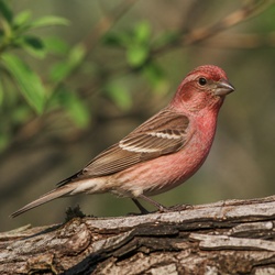 Common Rosefinch Identification Guide
