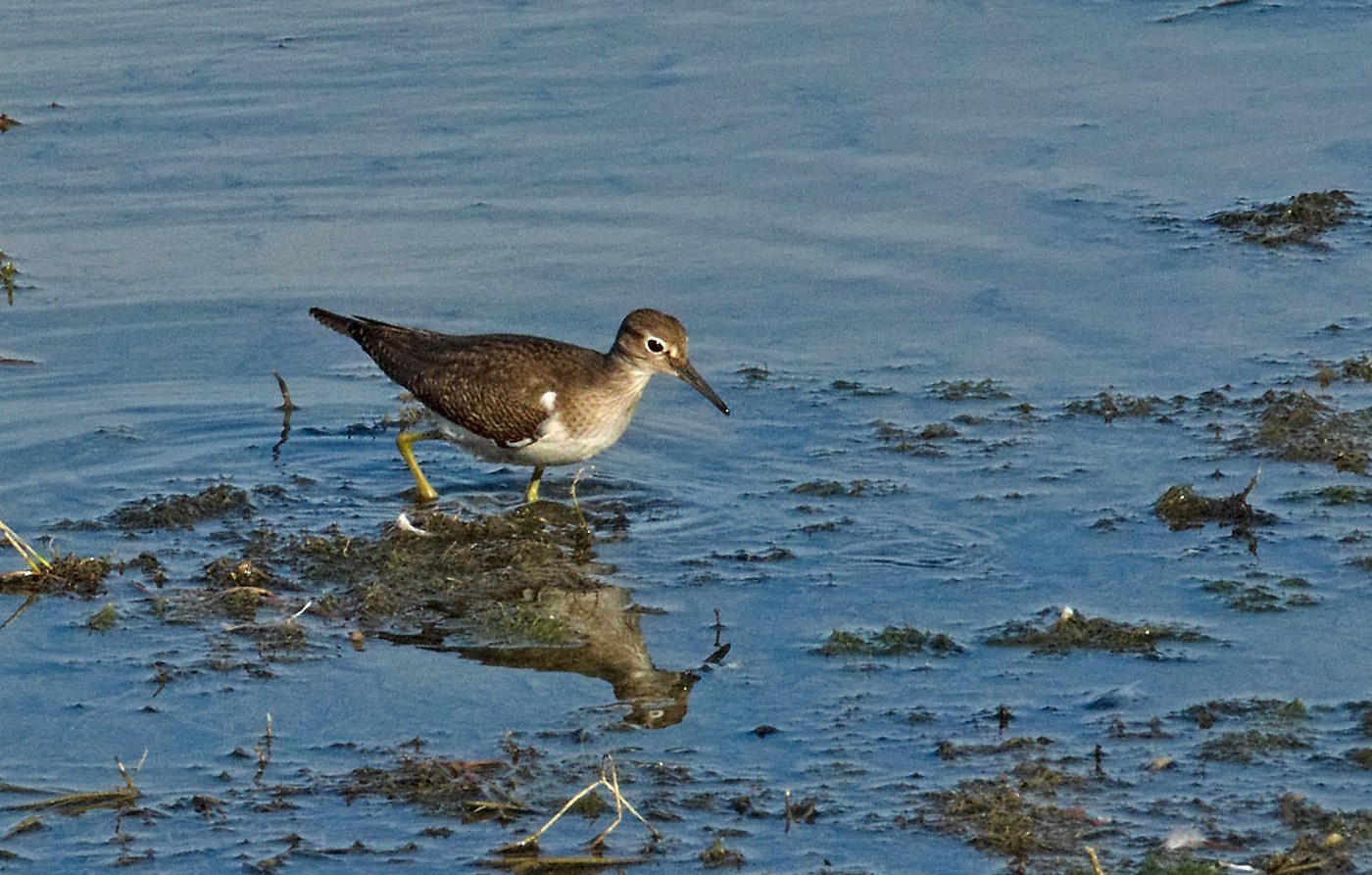 Common Sandpiper (Actitis hypoleucos)