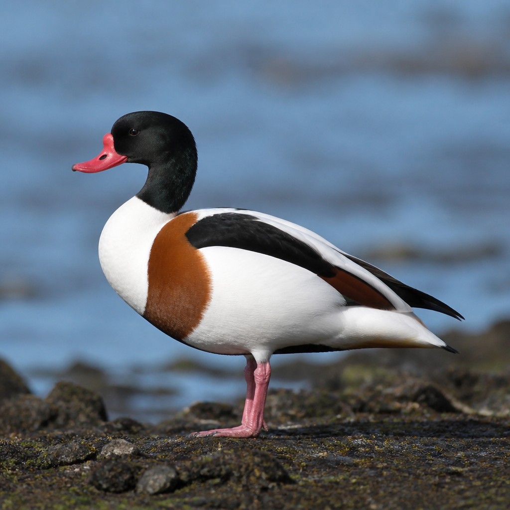 Common Shelduck