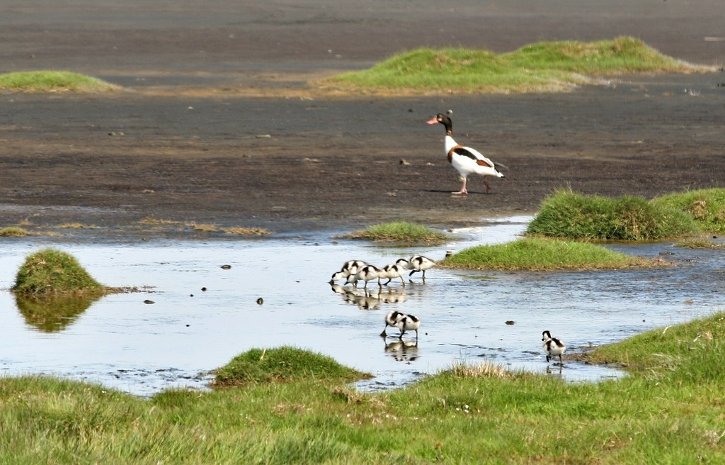 Common Shelduck (Tadorna tadorna)