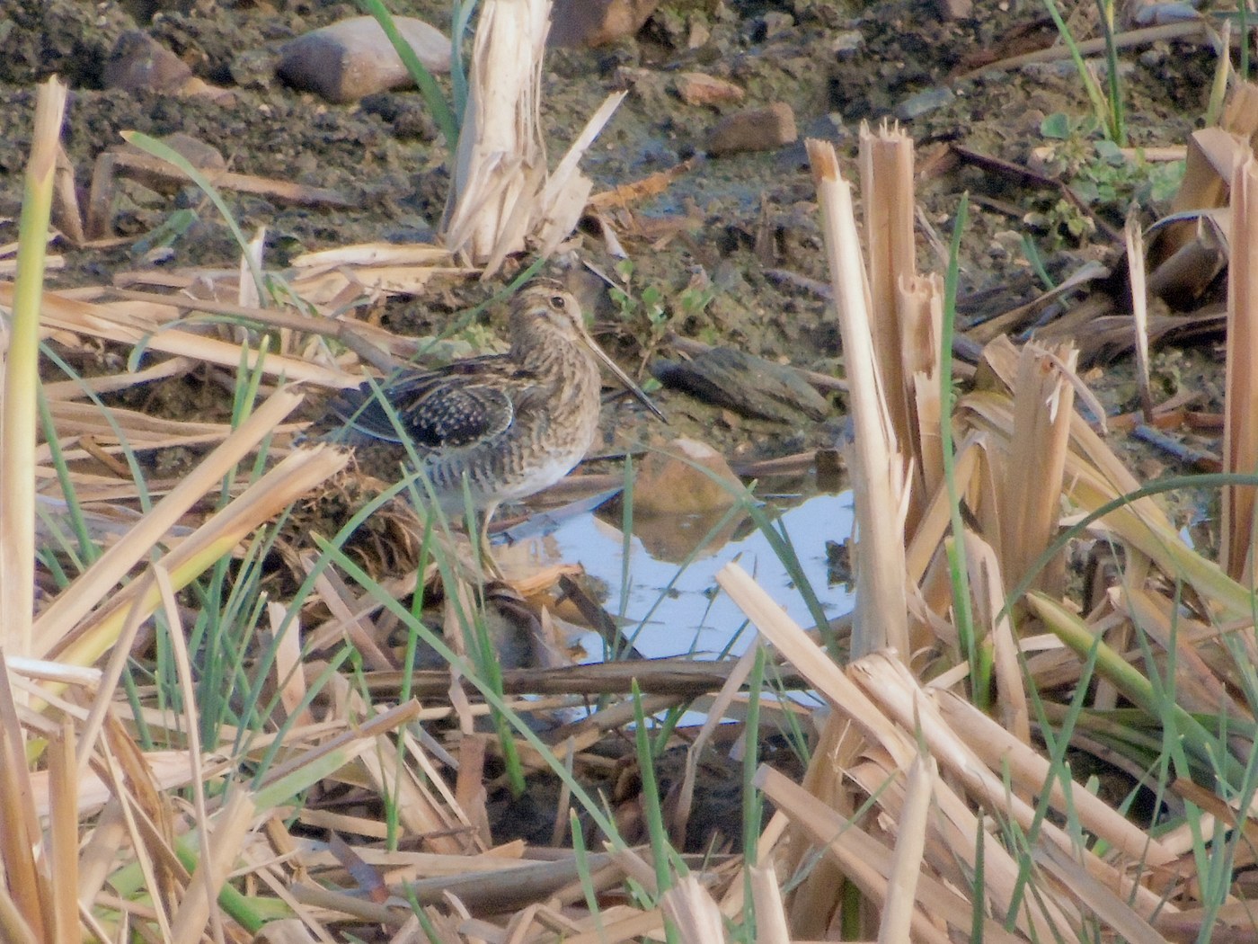 Common Snipe (Gallinago gallinago)