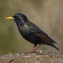 Common Starling Identification Guide