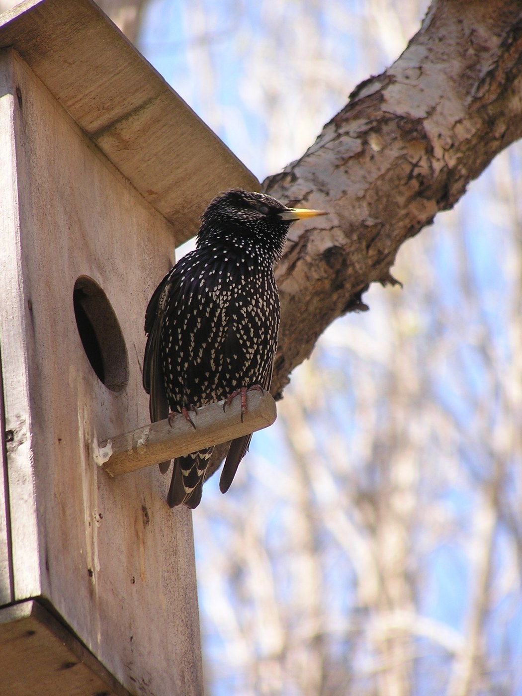 Common Starling (Sturnus vulgaris)
