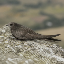 Common Swift Identification Guide