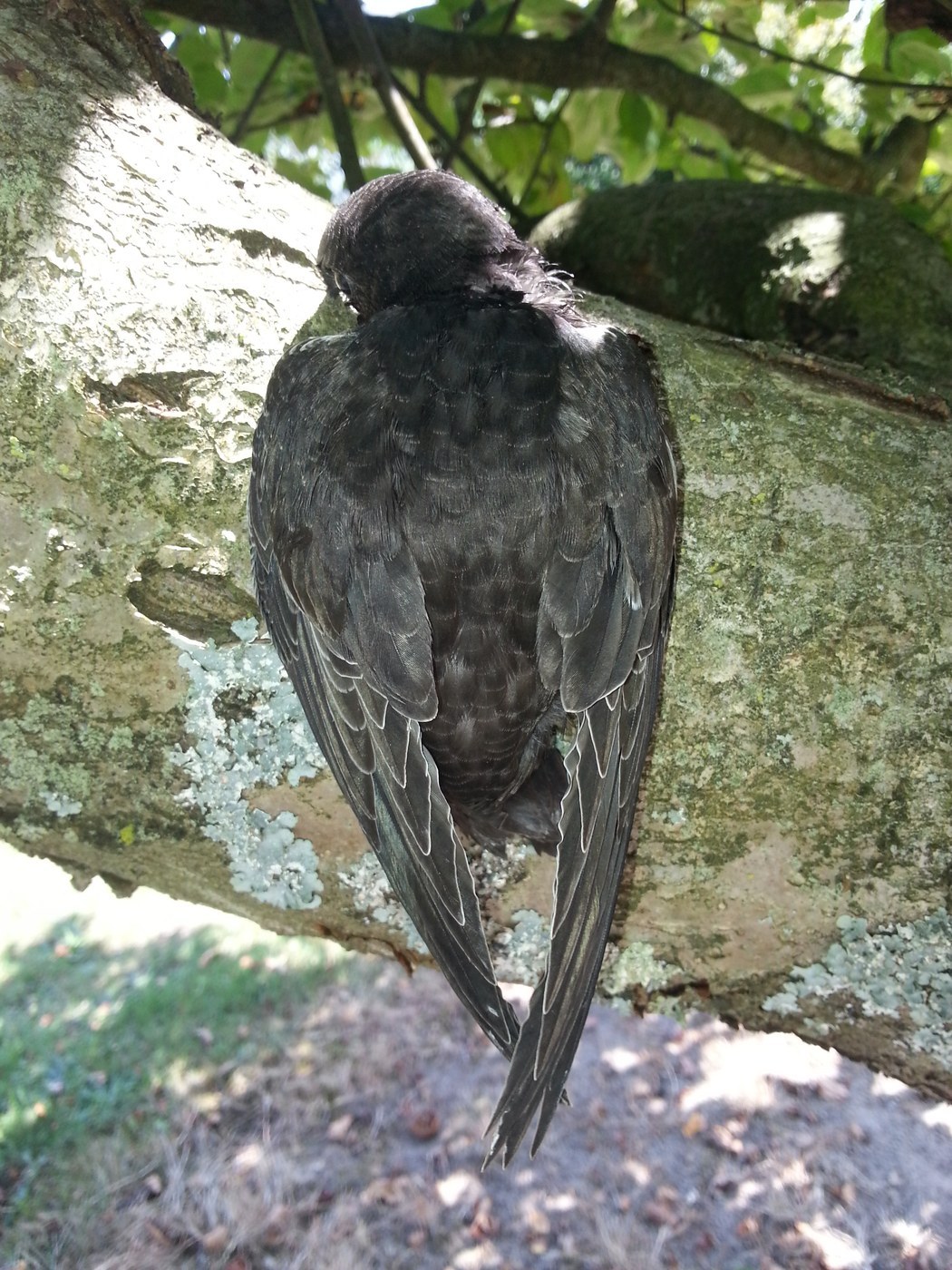 Common Swift (Apus apus)